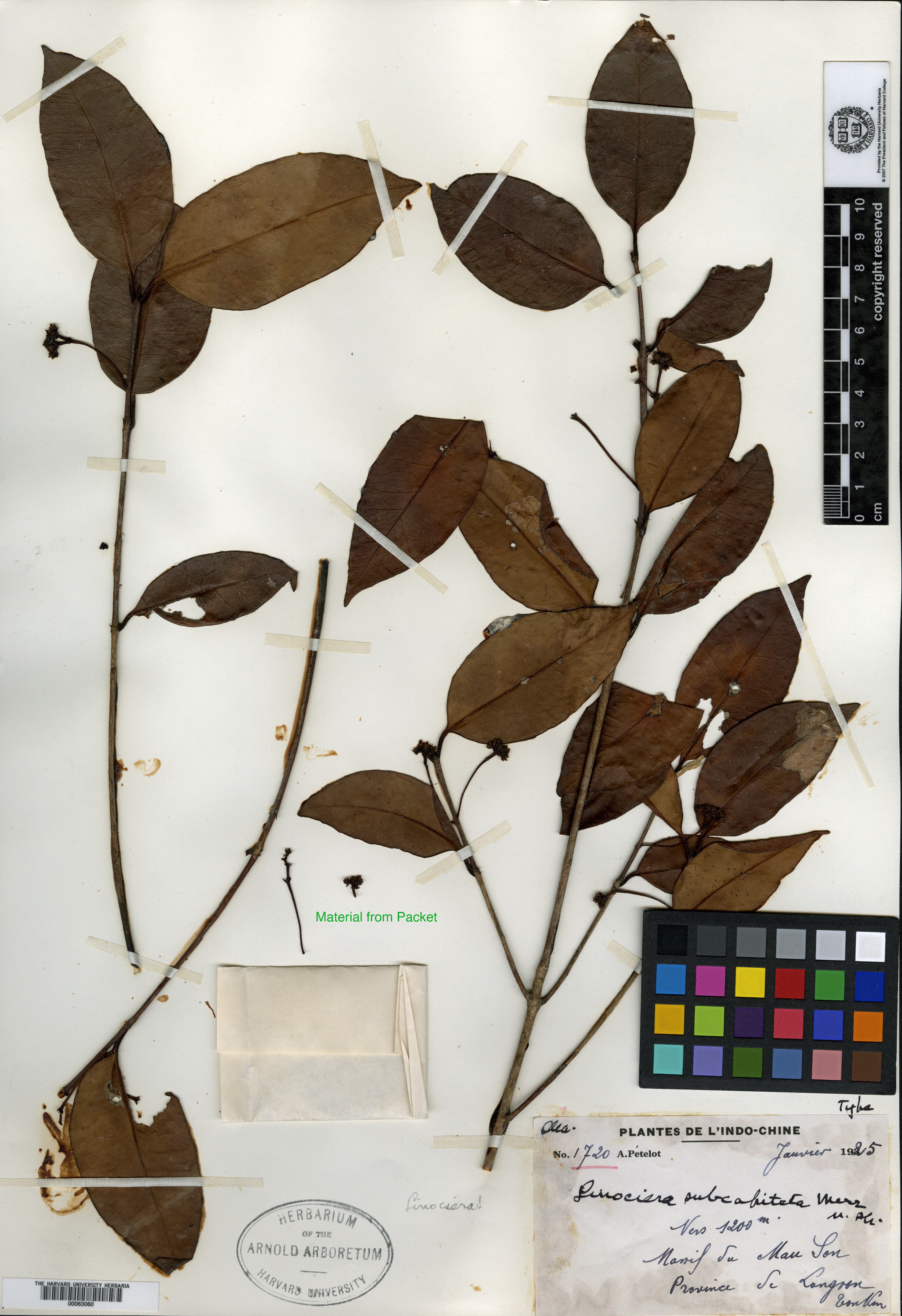 Chionanthus subcapitatus — ảnh 2