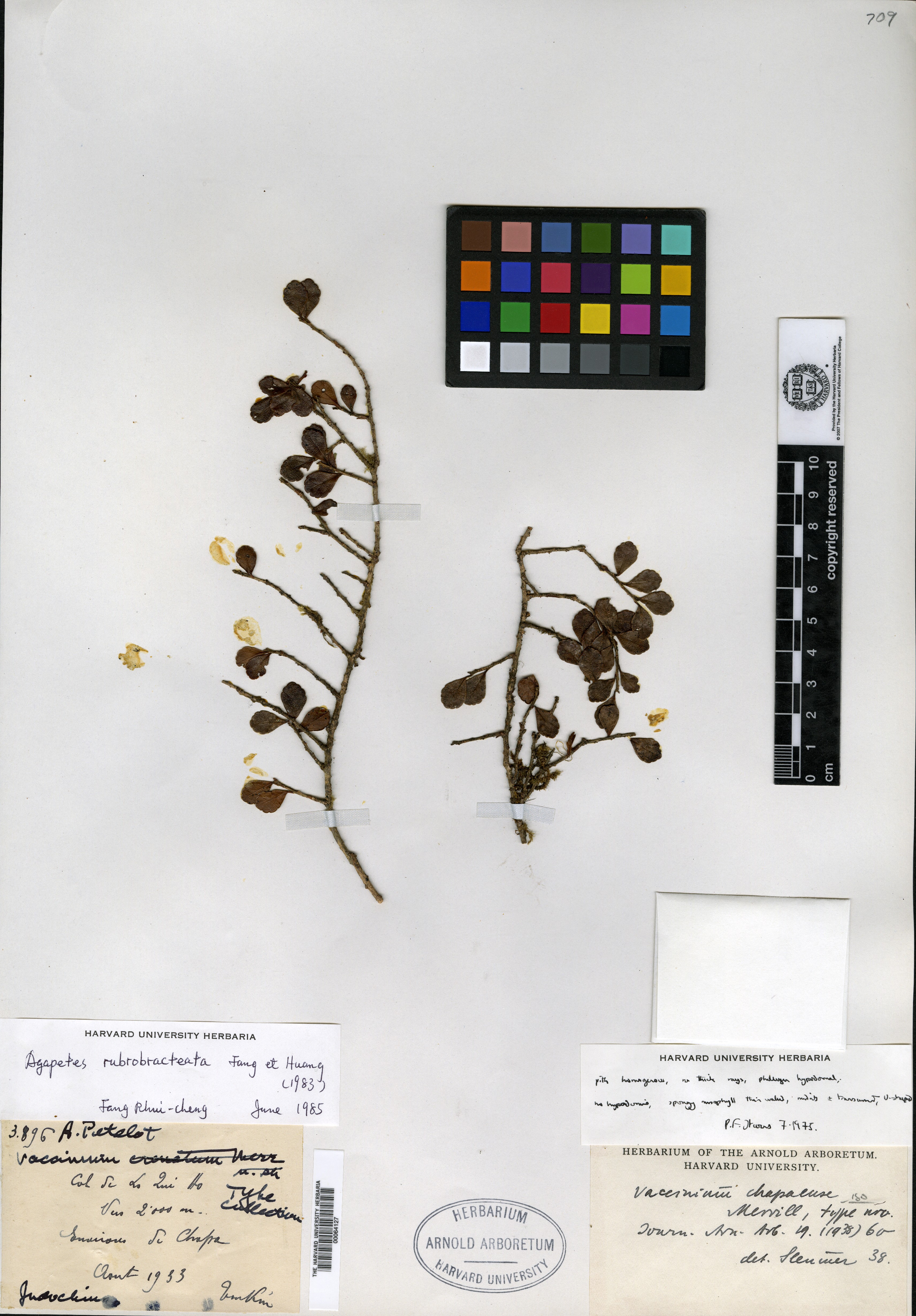 Agapetes rubrobracteata — ảnh 3