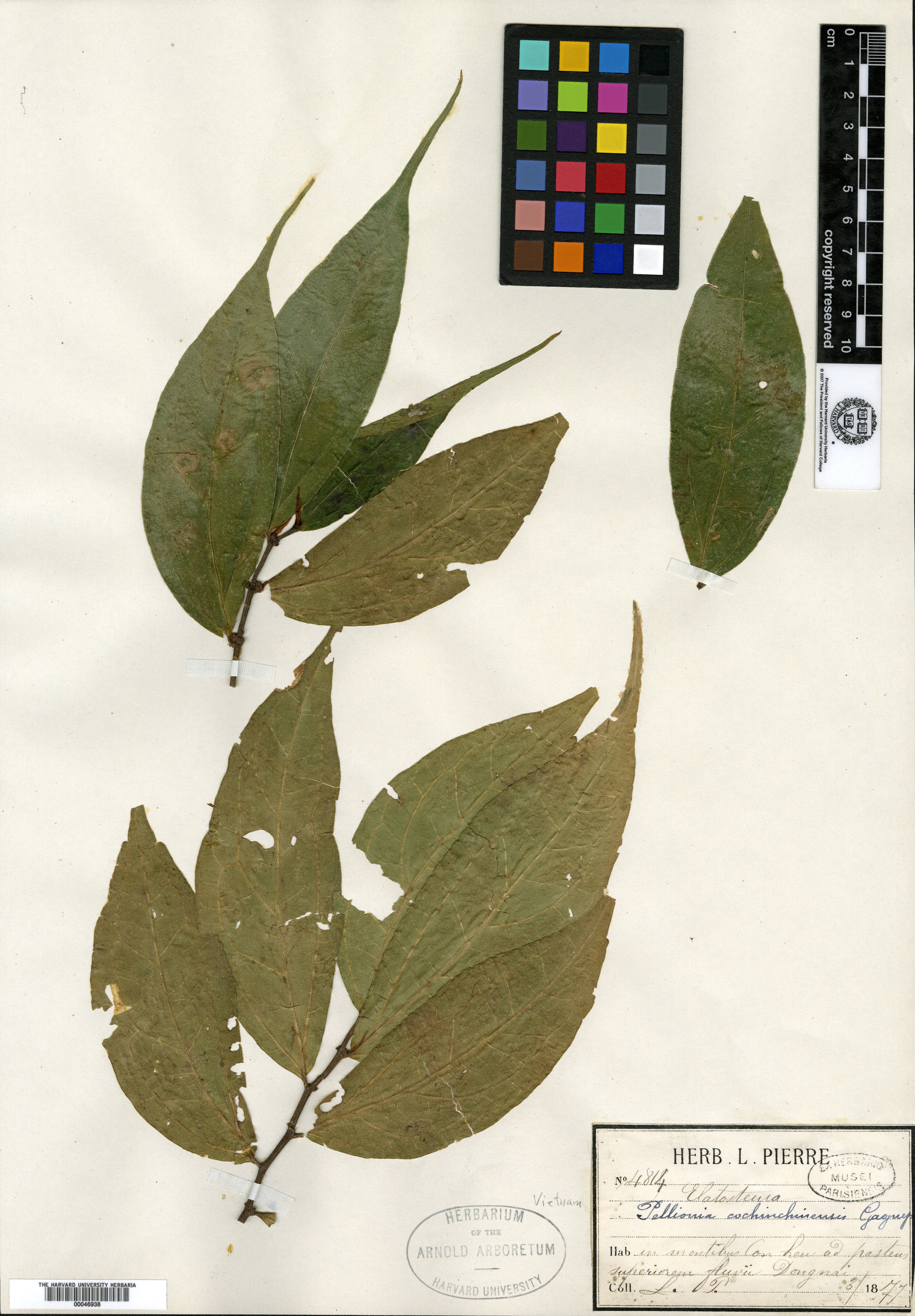 Elatostema cochinchinense — ảnh 2