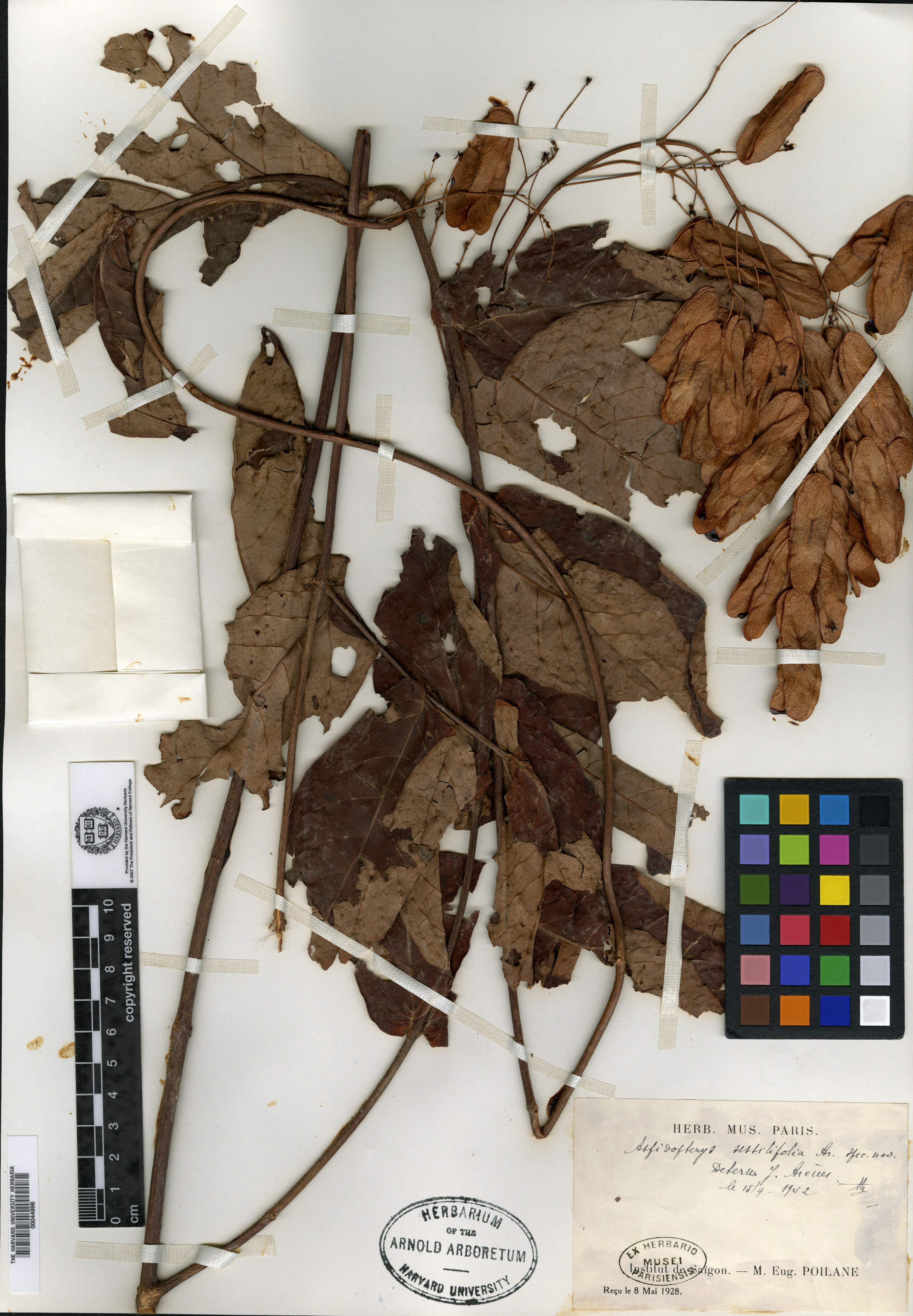 Aspidopterys thorelii — ảnh 2