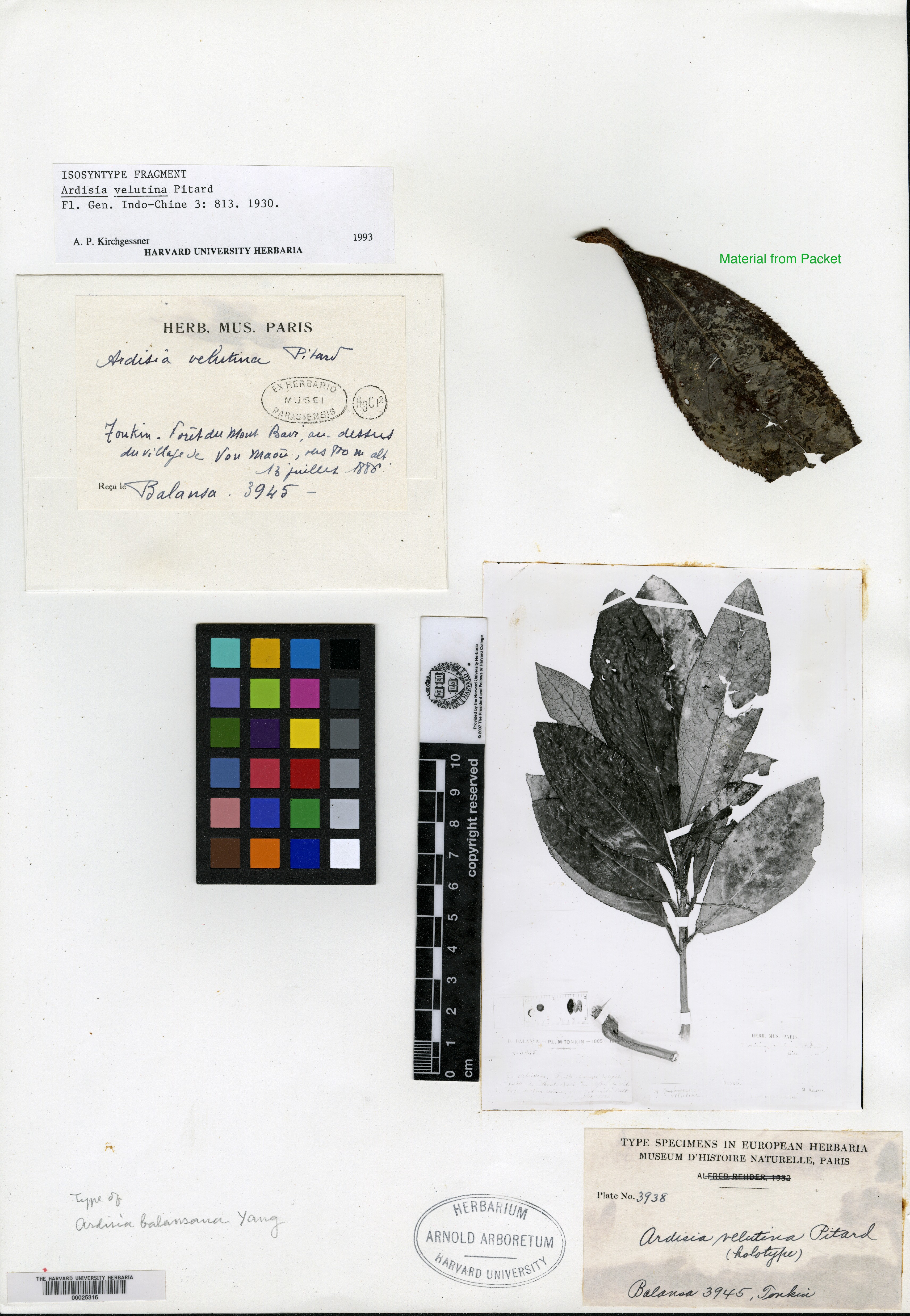 Ardisia velutina — ảnh 3