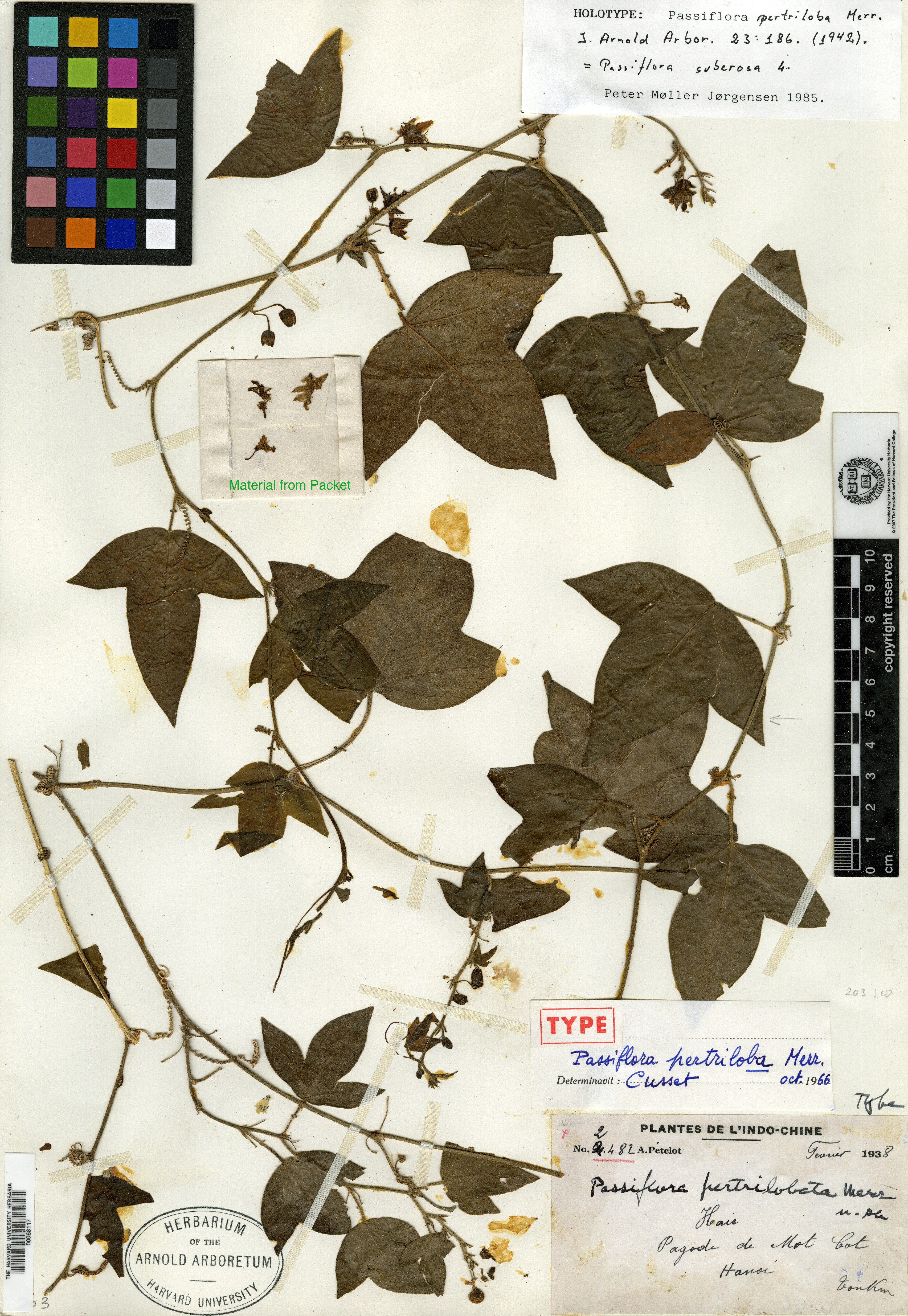 Passiflora pertriloba — ảnh 2