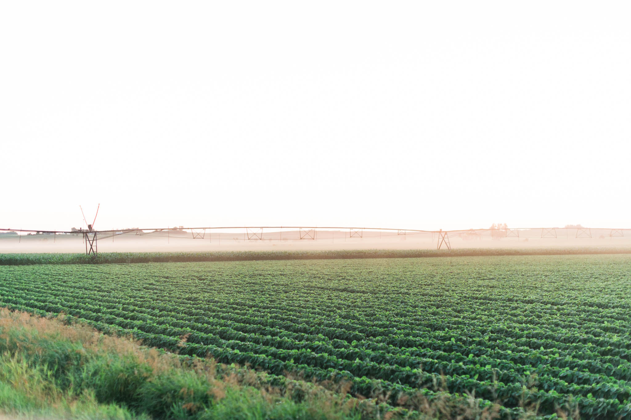 A soybean field being irrigated in the middle of summer.