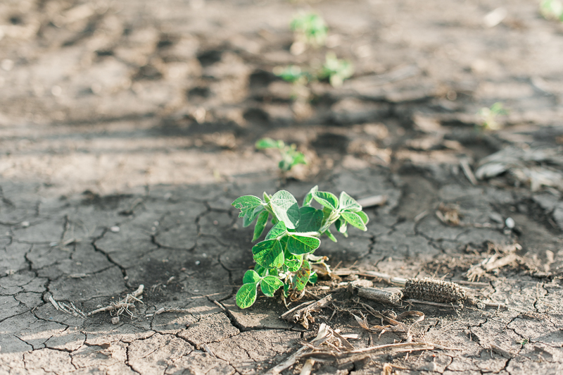 Hungry for Truth Pesticides and Food Safety