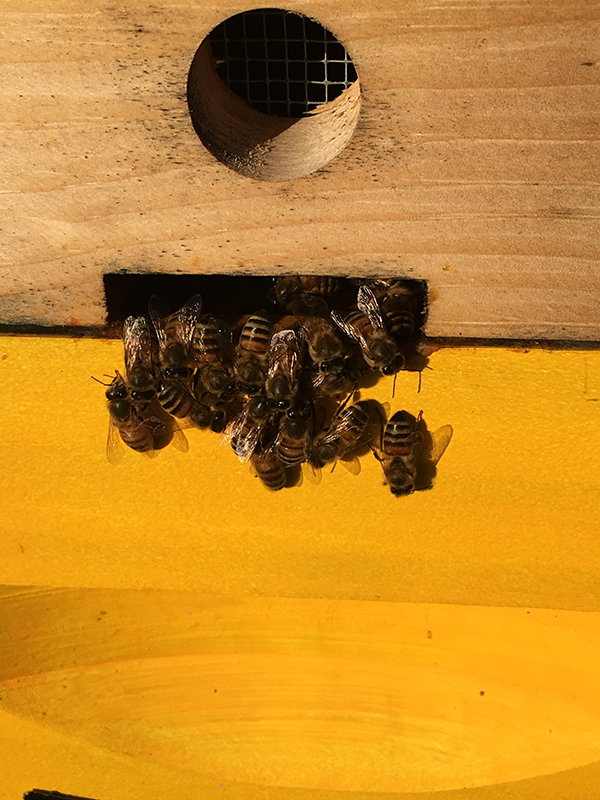 Laughing Eyes Apiary Honey and Hungry for Truth
