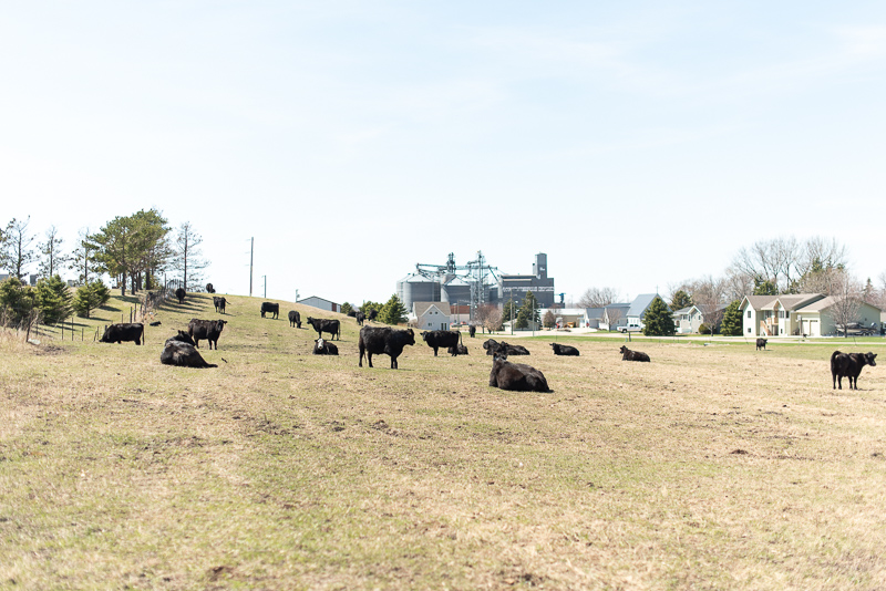 Hungry for Truth takes a look at a day in the life of calving on the Schooley family ranch in Castlewood South Dakota.