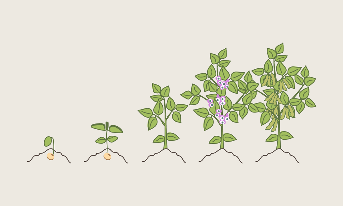 sd-soybeans