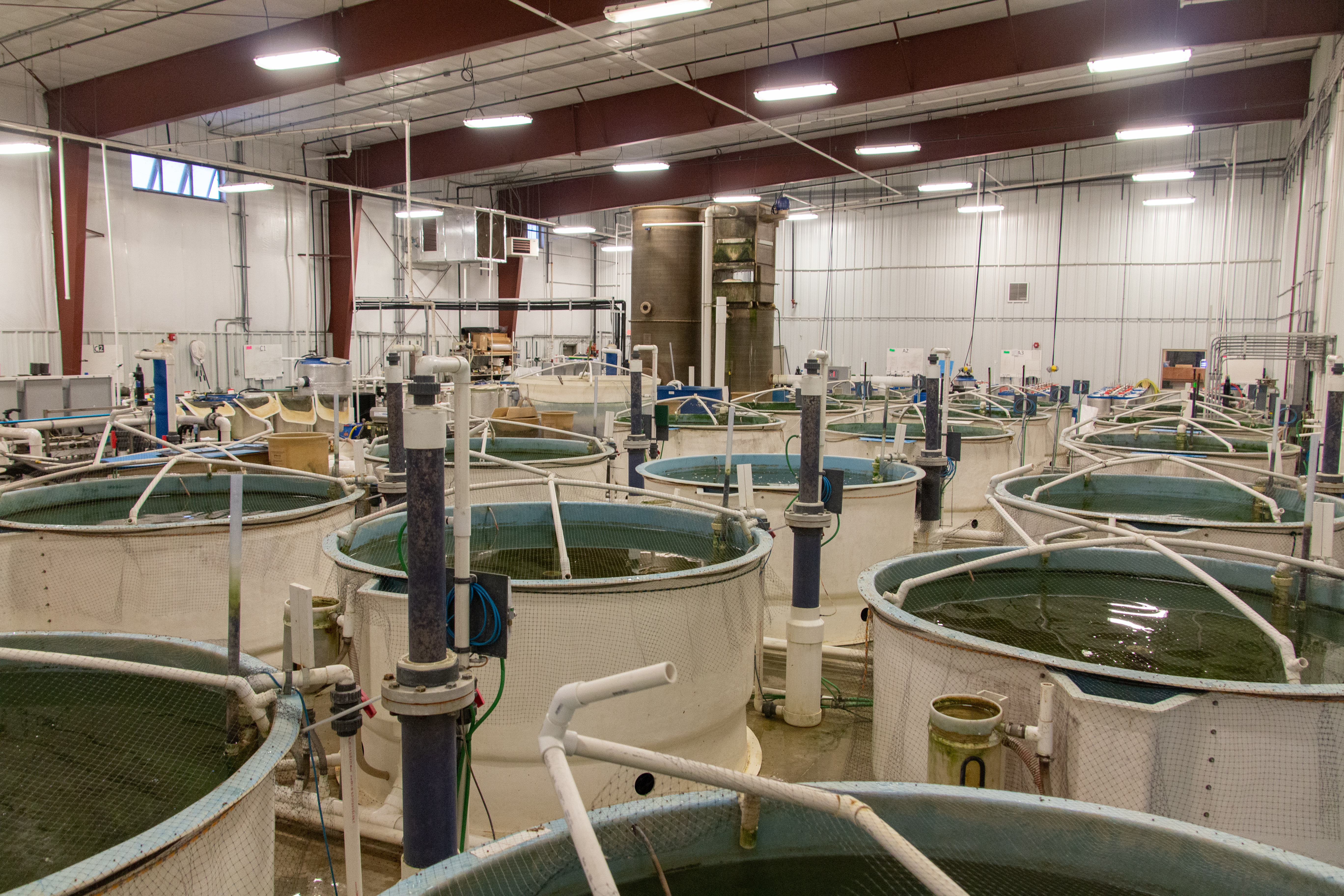 soybean-fish-feed