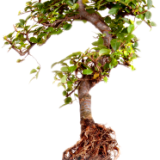Tree Question Mark