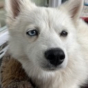 Cheese Straw Studios