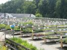 Groff's Plant Farm