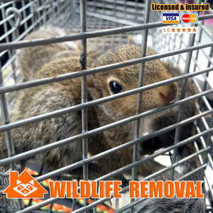 Conroe Wildlife Removal