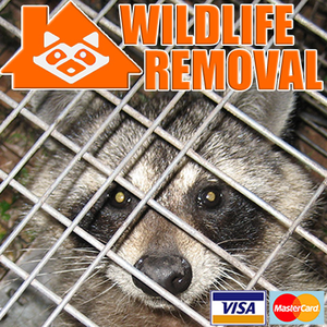 Wildlife Removal Albuquerque