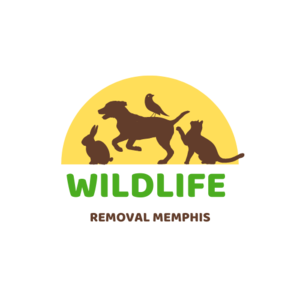 Wildlife Removal Memphis