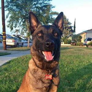 In Touch Dog Training & Rehabilitation