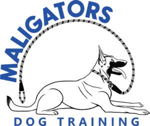 Maligators Dog Training