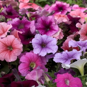 Premier Nursery