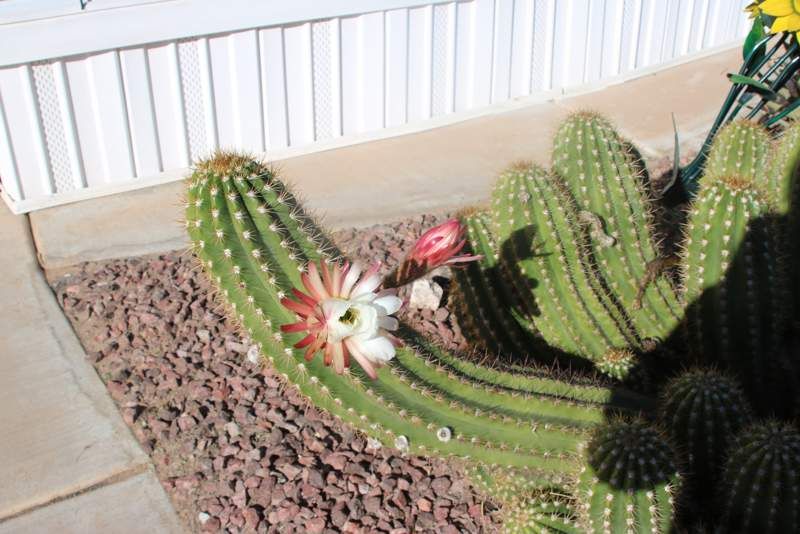 14010 S Amado Blvd #23