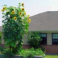 Somerford Place Alzheimer's Assisted Living Columbia