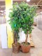 Lot # 5950 - Artificial Trees (2 each)