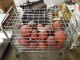 Lot #1050 Rolling Cage of Basketballs