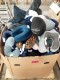 Lot #1387 TSA Various Pillows