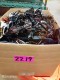 Lot #2219 Glasses / Sunglasses