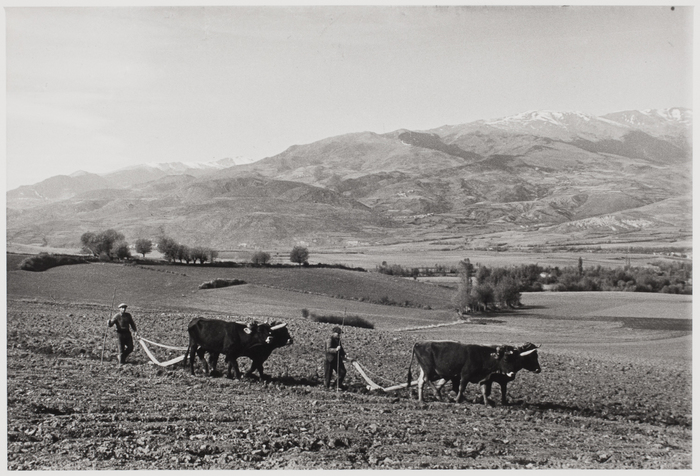 [Peasants working in the fields with cows, France]