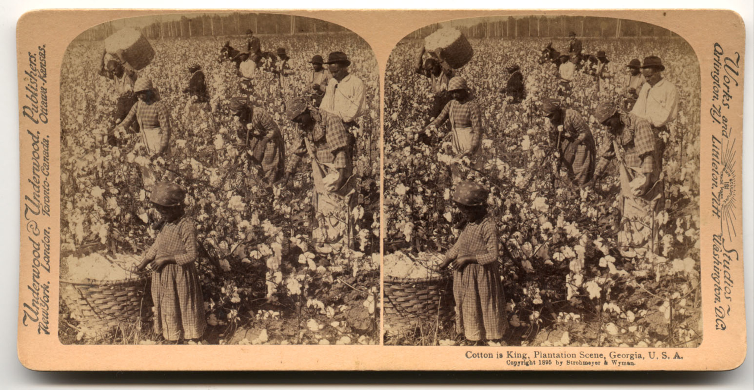 Cotton is King, Plantation Scene, U.S.A. International