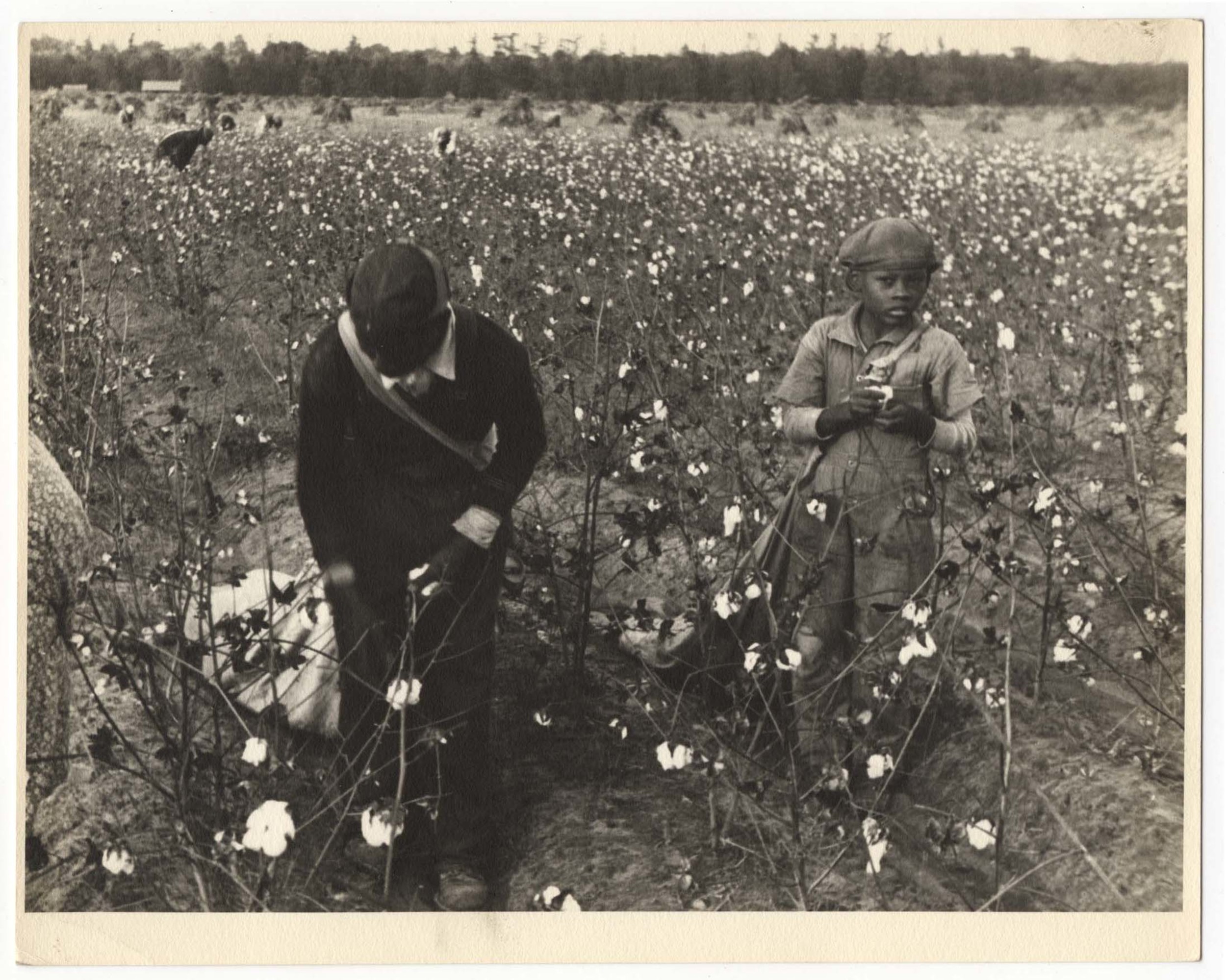 Picking cotton on Alexander plantation, Pulaski County, Arkansas