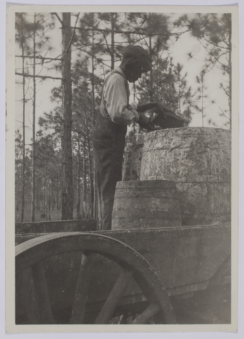 [Boy adding resin to barrels on turpentine farm]