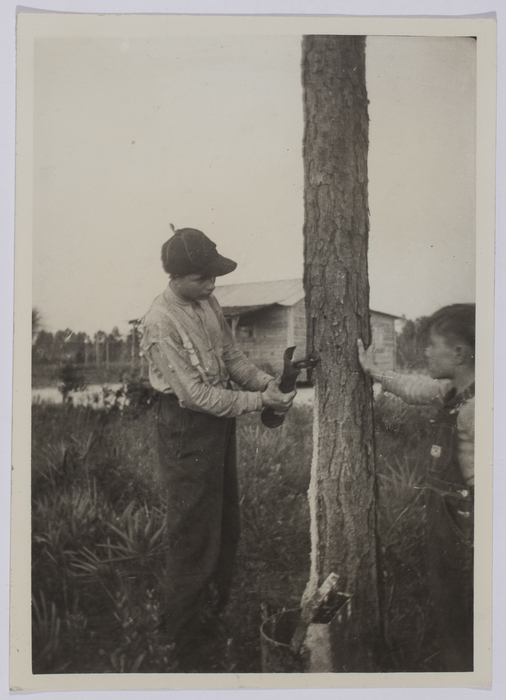 [Two boys stripping bark on turpentine farm]