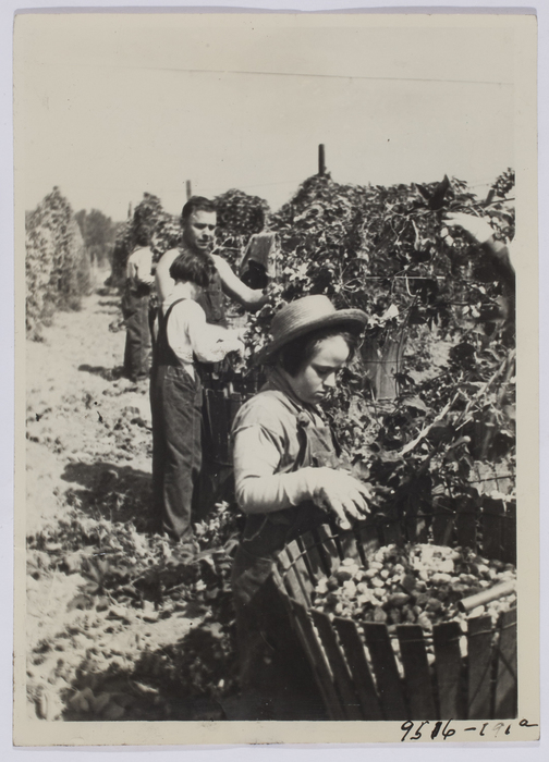 [Children picking hops on farm]