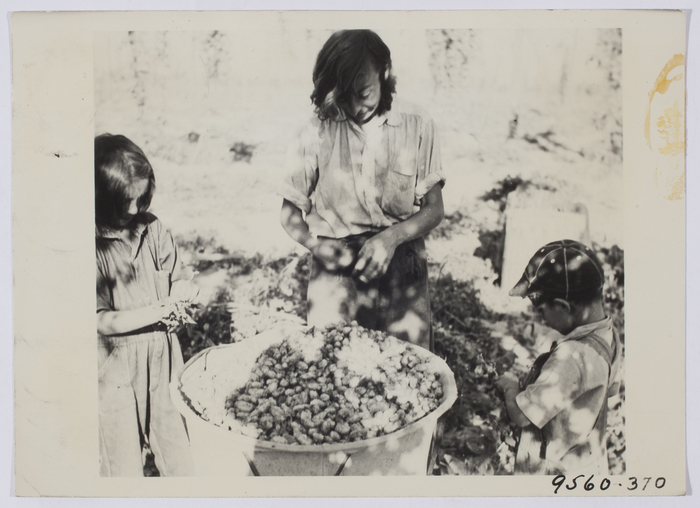[Woman and two children picking hops on farm]