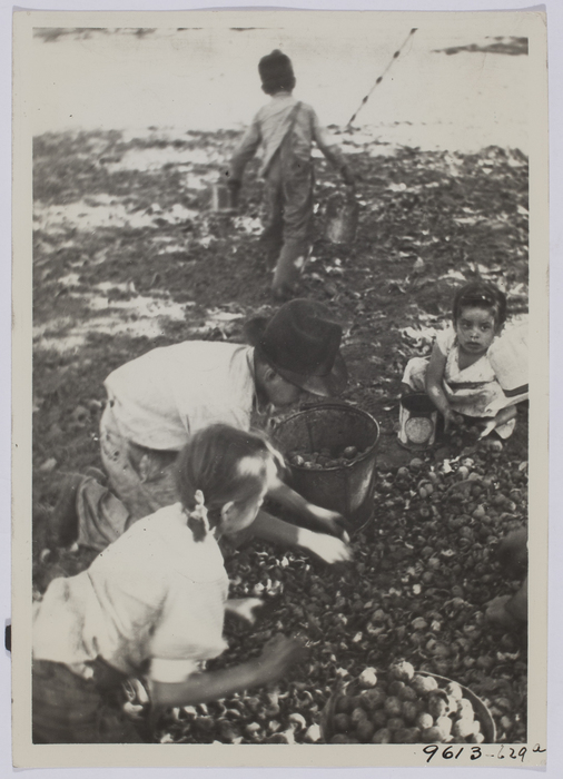 [Young children picking vegetables on farm]