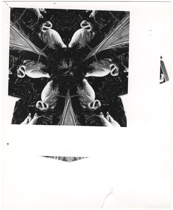 Flamingo (distortion)