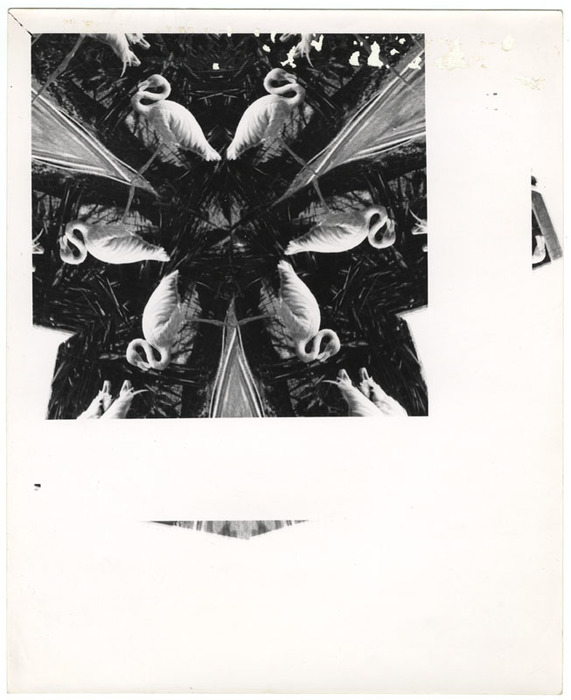 Flamingo (distortion)