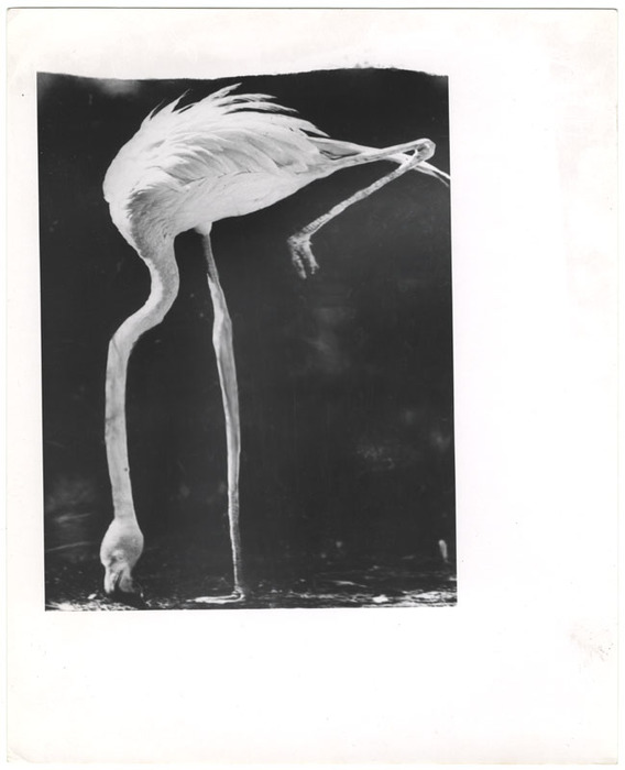 Flamingo (distortion)