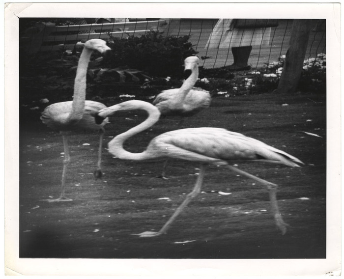 Flamingos (distortion)