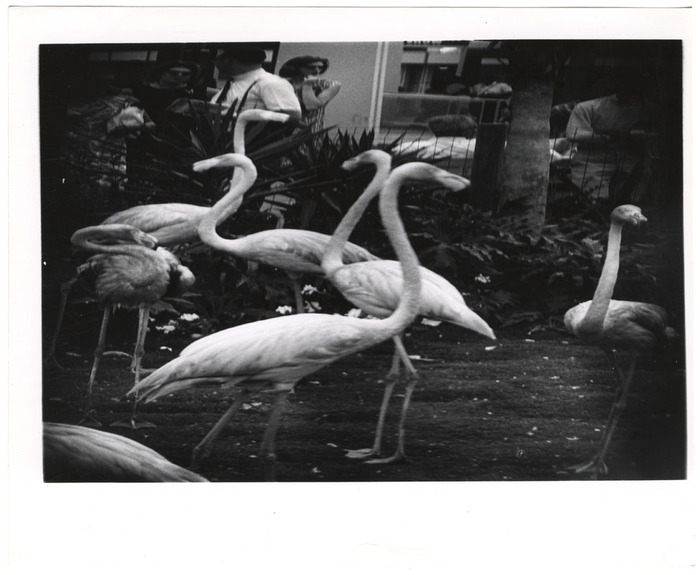 Flamingos (distortion)