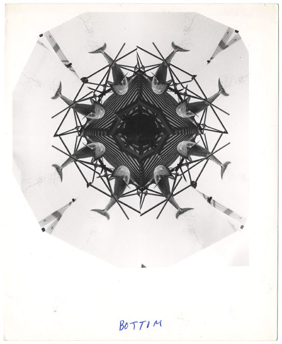 Dolphins (distortion)