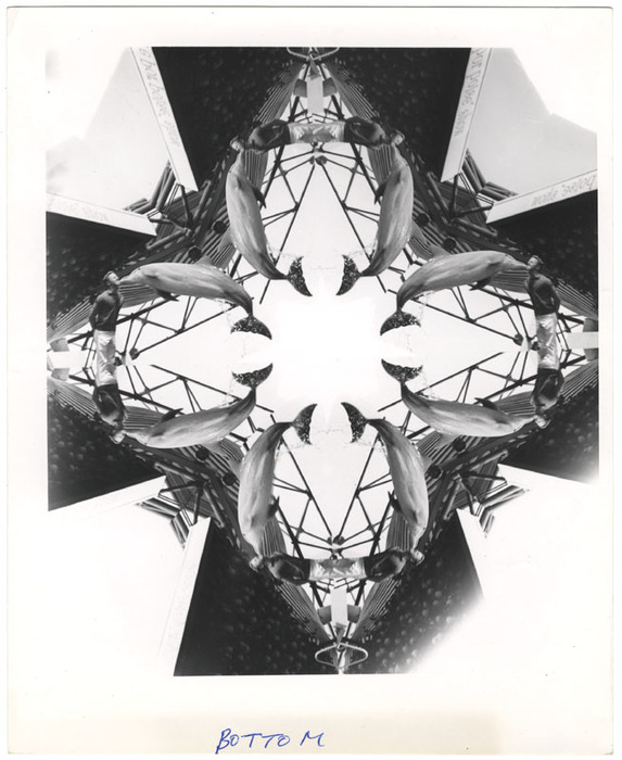 Dolphin show (distortion)