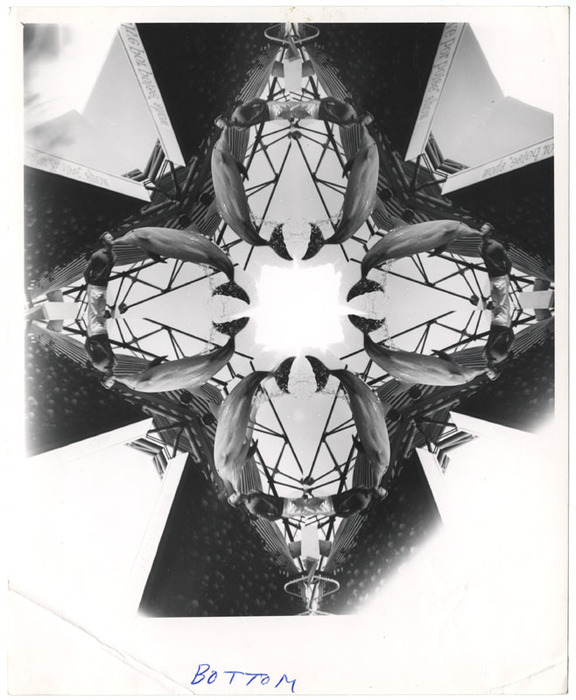 Dolphin show (distortion)