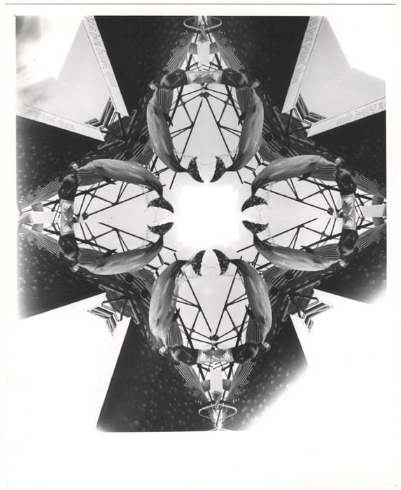 Dolphin show (distortion)