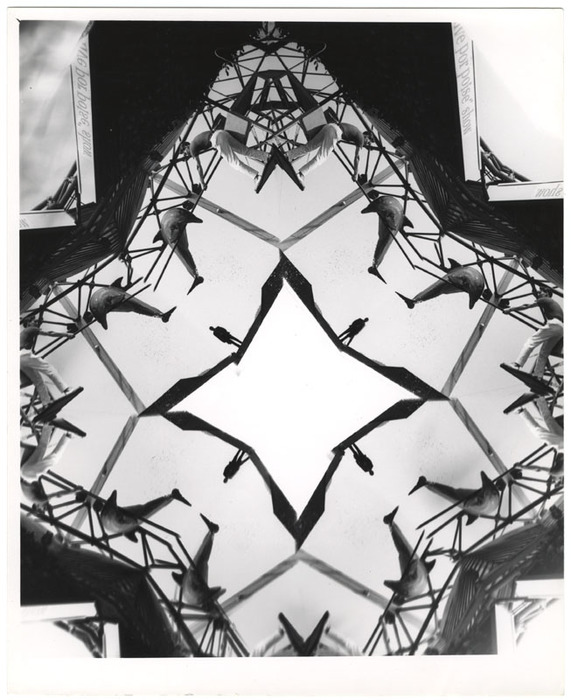 Dolphin show (distortion)