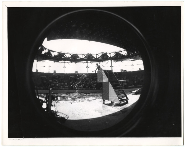 Dolphin show (distortion)