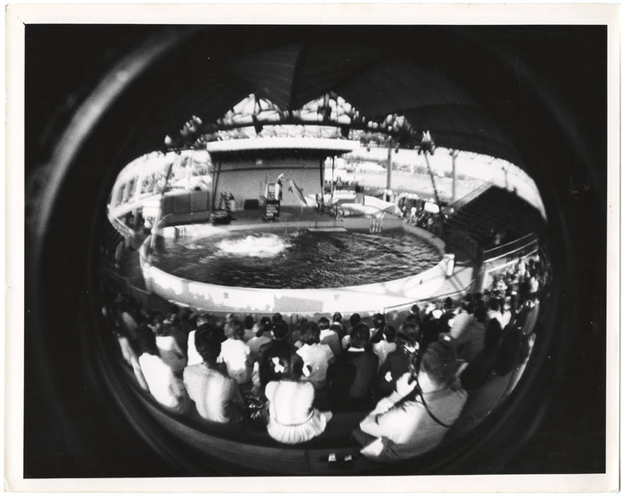 Dolphin show (distortion)