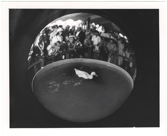 Duck show (distortion)