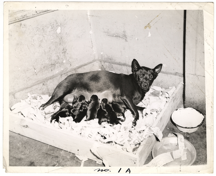 [Dixie Girl and her seven puppies at Dixie Rose A.C., New York]