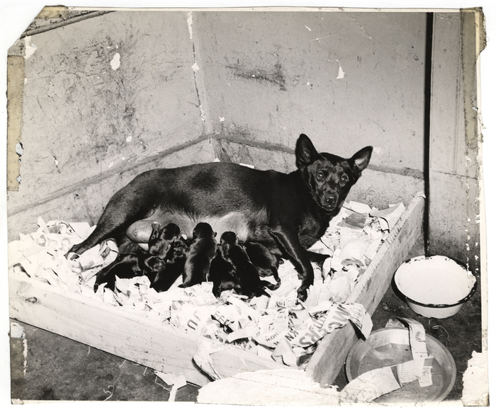 [Dixie Girl and her seven puppies at Dixie Rose A.C., New York]